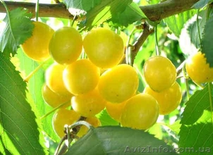 Предлагаем саженцы черешни лучших сортов #865601