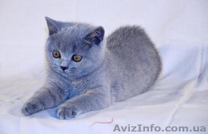 Британские котята в Луганске #863868