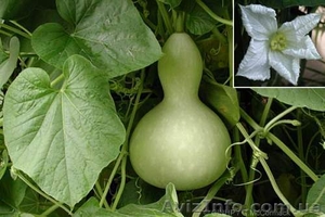 Лагенария семена 5 семян 1 гривна #851863