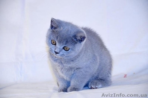 Классная британочка,  супер плюшка #868057