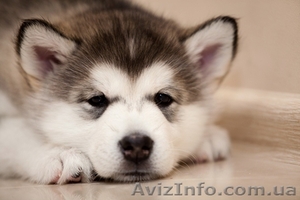 Великолепные щенки аляскинского маламута! #866302