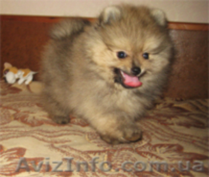 Чихуахуа,  мини той-терьер,  шпиц померанский карликовый #854173