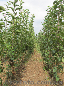 Качественные САЖЕНЦЫ от хороших людей по отличным ценам! Яблони,  груши,  абрикоси #857274