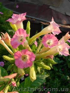 Продажа Семечек Трубочно-Сигаретного Курительного Табака  #861438