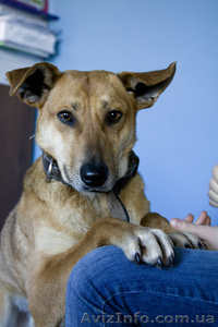 Ищет дом жизнерадостный паренек Рекс! #861729