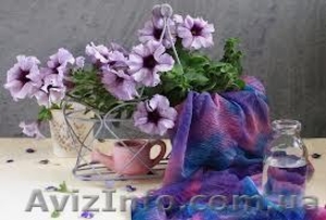 Продам ампельную и кустовую петунию #856334