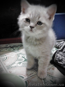 Продам котят,  шотландцев и британских #855984