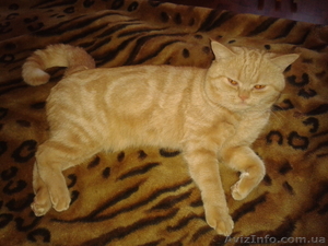 Британец приглашает кошечку #867612