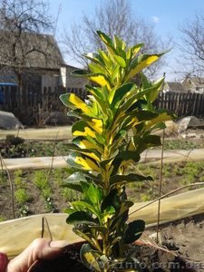 Бересклет в ассортименте #864223