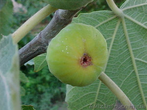 инжир садовый и комнатный #859098