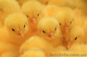 Суточный молодняк цыпленка #872380