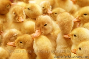 суточный молодняк утки #872377
