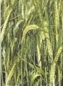 Насіння ярого ячменю Себастьян #852315