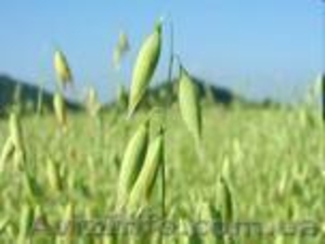 Насіння овса Парламентський #852312