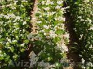 Насіння гречки Антарія #852305