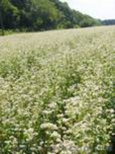 Насіння гречки Оранта #852308