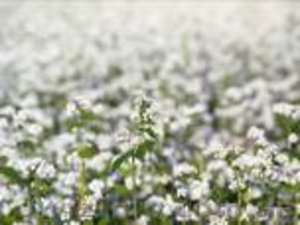 Насіння гречки Син-3/02 #852311