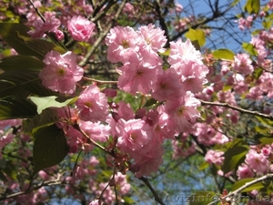 Туры на майские праздники по Заподной Украине,  2013 #860088