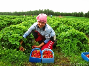 Робота в сезонна #865454