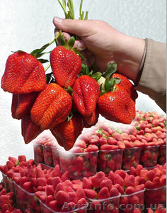 Рассада клубники лучших ремонтантных сортов из европейских питомников #635094