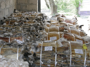 шкурки кролика, фетровые #864928