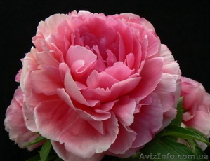 Травянистые,  Древовидные и ИТО гибридные пионы Продадим #857431
