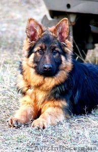 шикарный длинношерстный немец #861407