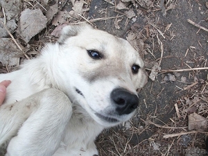 ЛАСКА-море радости и света! #856420