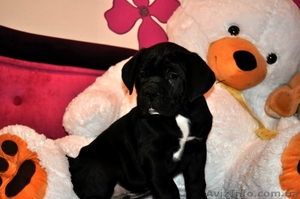 Продам плановых щенков кане корсо #864201