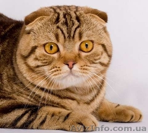 вязка кошек в донецке #872506