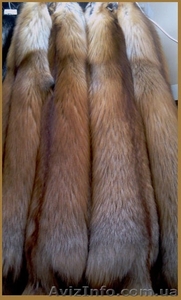 Продам шкуры лисы чиченой #859170