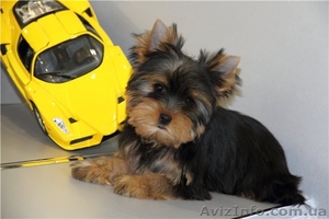 Не дорого игрушка на подушку #872641