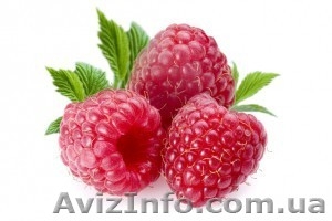 Предлагаю саженцы малины луччших сортов #865590