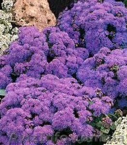 Продам агератум #856344