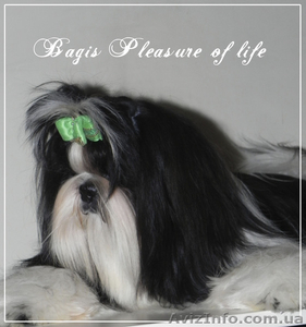 кобель ши тцу шоуперспектива #865865