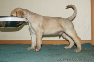 Перспективные щенки афгана шоу-класса в Новосибирске #856481