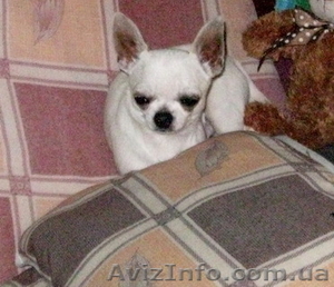 Вязка -  чихуахуа #866466