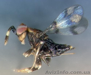 Трихограма. Реалізація та авіавнесення дельтопланом #865740