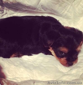 рчаровательный малюк йоркширского терьера #855917