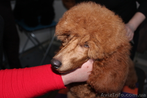 пудель красный малый #871010