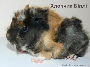 Продам детенышей морских свинок породы розетка-ангора - морские свинки #867193