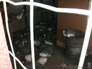 продам перепелов, цесарок, яйцо, клетки #861315