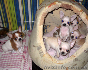 Миниатюрный мальчик чихуахуа для вязок. #855809