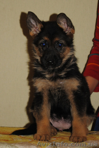 Немецкая овчарка щенки купить #858176