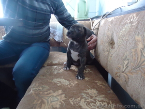 стаффордширский терьер #852483