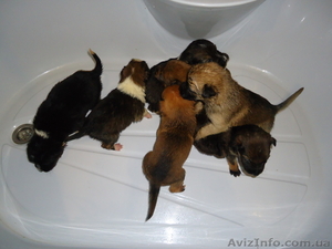 Бесплатно в хорошие руки,  щенки. #854340