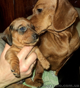 Элитные щенки таксы очаровашки #855738