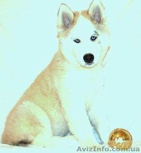 сибирский хаски мальчик  #870077