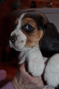 Продам замчательных щеночков бигль #858819