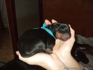 продаю щенков добермана #872441